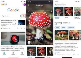 Лучшее бесплатное приложение для идентификации грибов